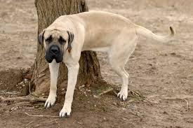 chien qui urine sur un arbre