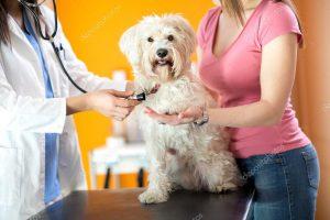 vérification de la respiration du chien par le vétérinaire