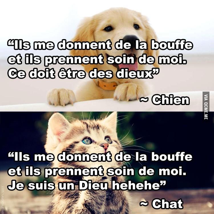 différences chiens chats