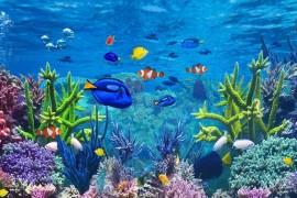 Quels sont les types de filtration pour l’aquarium d’eau douce ?