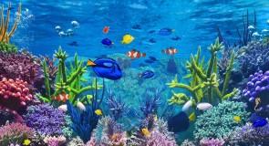 Quels sont les types de filtration pour l’aquarium d’eau douce ?