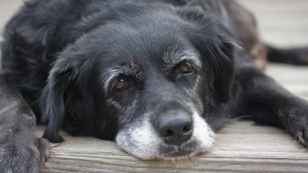 Comment doit manger un chien âgé ?