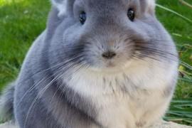 Comment nourrir son chinchilla ?