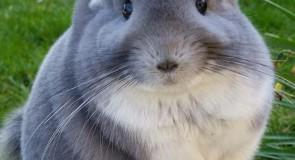 Comment nourrir son chinchilla ?