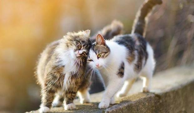 Le chat : choisir un mâle ou une femelle ?