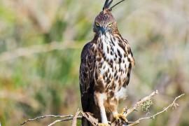 L’aigle huppé, un oiseau d’Afrique