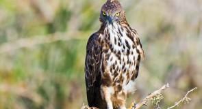 L’aigle huppé, un oiseau d’Afrique