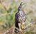 L’aigle huppé, un oiseau d’Afrique