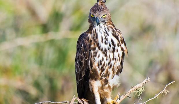 L’aigle huppé, un oiseau d’Afrique