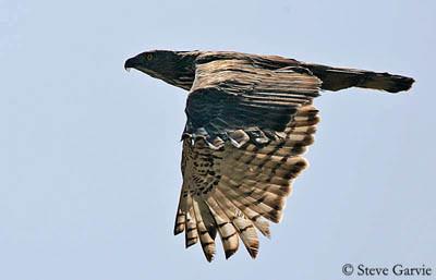 aigle huppé en plein vol