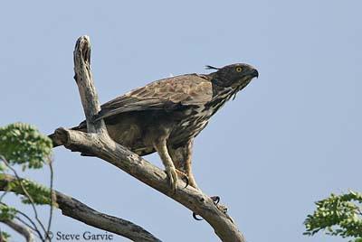 aigle huppé sur la cime d'un arbre