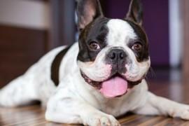 Santé de votre chien : comment savoir s’il est en forme ?