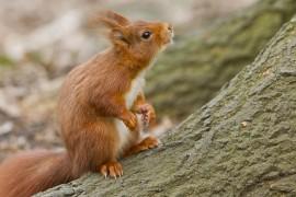 L’écureuil roux, sympathique animal agile et facétieux