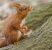 L’écureuil roux, sympathique animal agile et facétieux