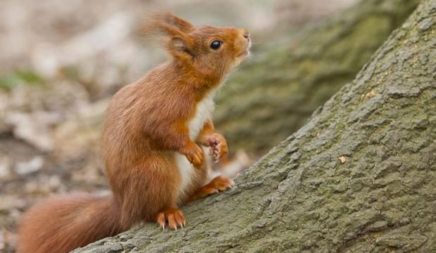 L’écureuil roux, sympathique animal agile et facétieux