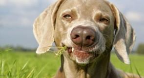 Gastrite, vomissement, diarrhée : votre chien est-il malade ?