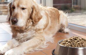 perte d'appétit du chien