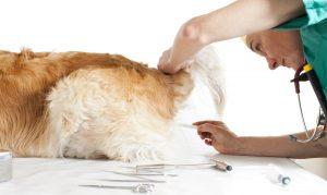 prise de température prise de température du chien par le vétérinairedu chien par le veterinaire
