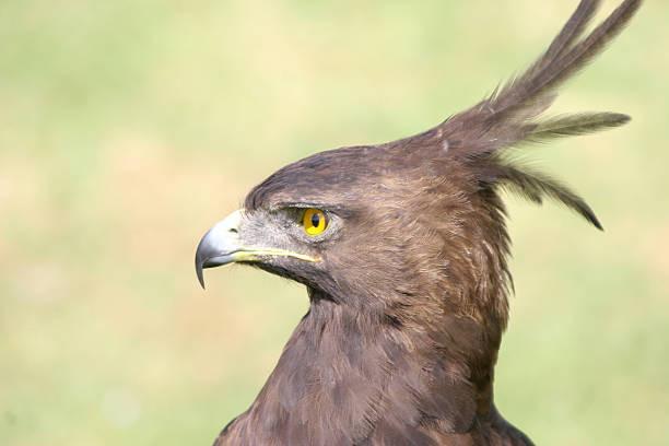 tête aigle huppé en gros plan