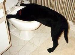 vomissement du chien