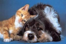 Quelles sont les différences entre le chien et le chat ?