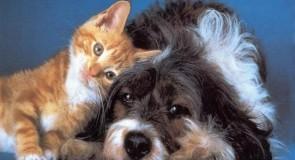 Quelles sont les différences entre le chien et le chat ?