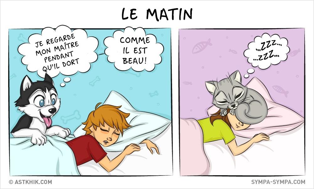 différences entre les chiens et les chats