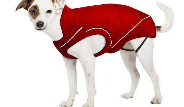 Quel manteau choisir pour son chien ?