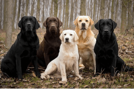 Le labrador, comment s’en occuper ?