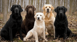 Le labrador, comment s’en occuper ?