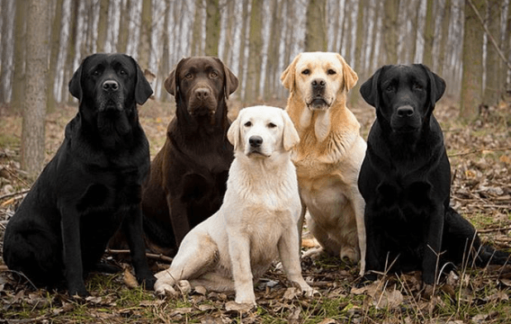 Le labrador, comment s’en occuper ?