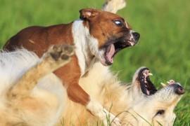 Comment réagir quand votre chien est attaqué lors d’une promenade ?