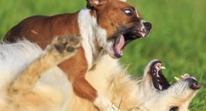 Comment réagir quand votre chien est attaqué lors d’une promenade ?