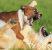 Comment réagir quand votre chien est attaqué lors d’une promenade ?