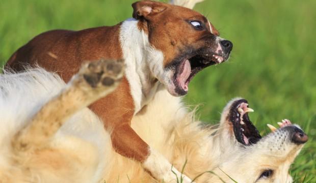 Comment réagir quand votre chien est attaqué lors d’une promenade ?