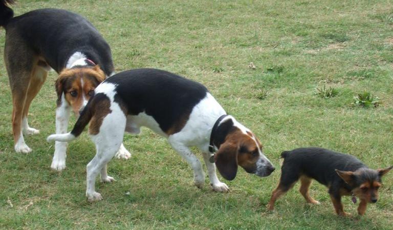 chiens qui font connaissance