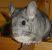 Conseils pour l’adoption d’un chinchilla