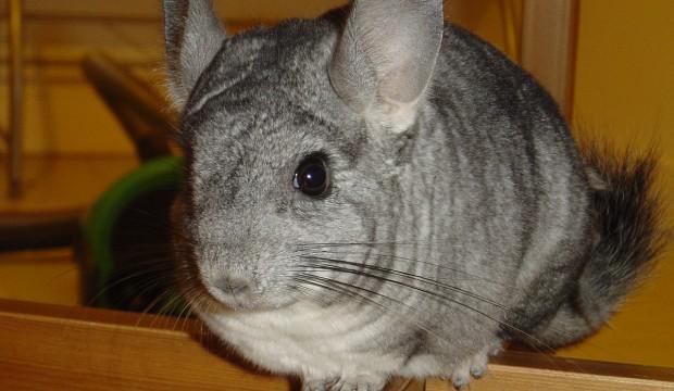 Conseils pour l’adoption d’un chinchilla