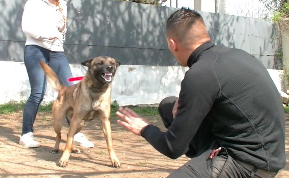 dressage chien agressif