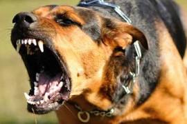 Comment dresser un chien agressif ?