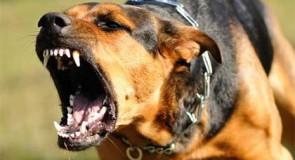 Comment dresser un chien agressif ?