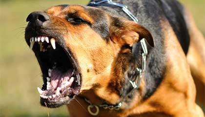 Comment dresser un chien agressif ?