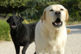 Comprendre le chien qui aboie tout le temps et le calmer