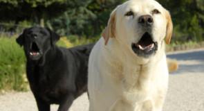 Comprendre le chien qui aboie tout le temps et le calmer