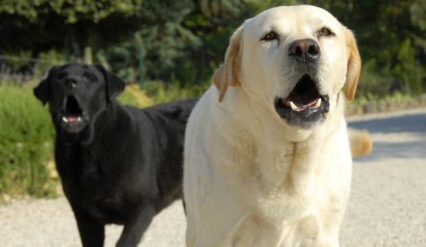 Comprendre le chien qui aboie tout le temps et le calmer