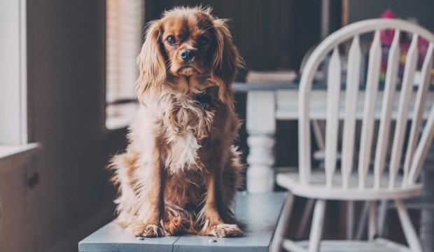 Eviter les destructions du chien : c’est possible !